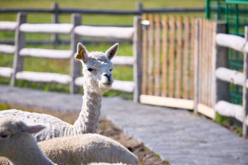 草原旅游度假区饲养的可爱羊驼图片