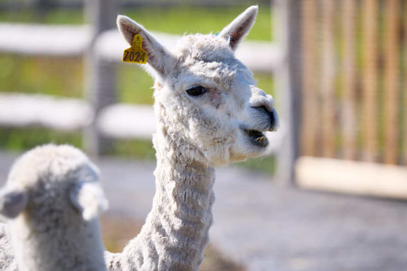 草原旅游度假区饲养的可爱羊驼图片