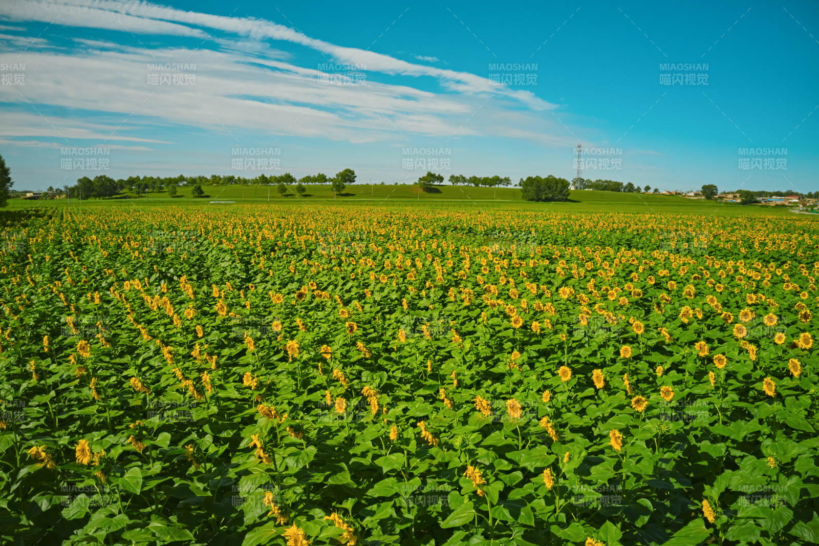 夏季户外绚丽缤纷的向日葵花田图片