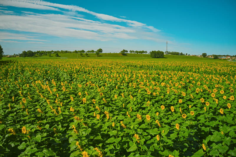夏季户外绚丽缤纷的向日葵花田图片