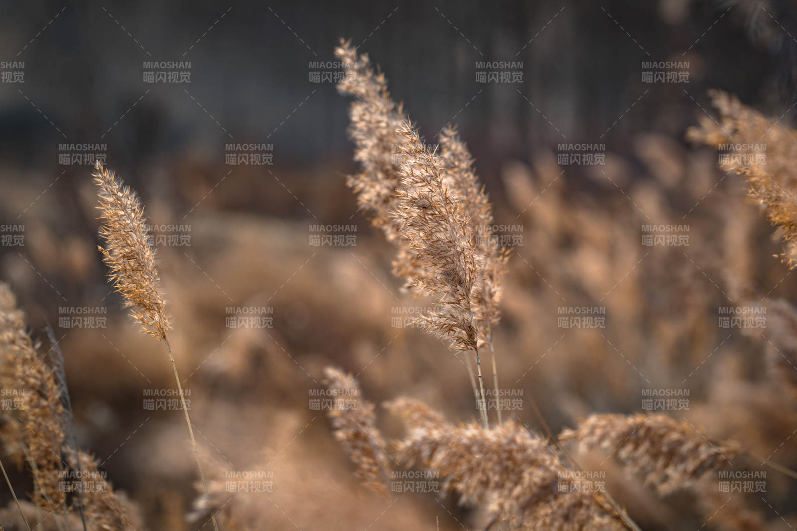 河北省张家口崇礼县深秋户外景色图片