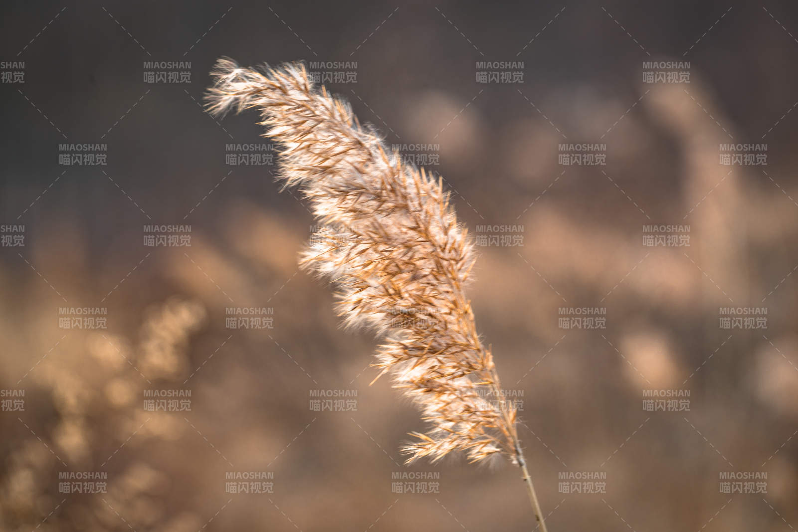 河北省张家口崇礼县深秋户外景色图片