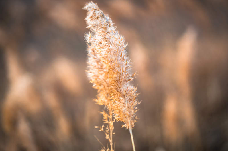 河北省张家口崇礼县深秋户外景色图片