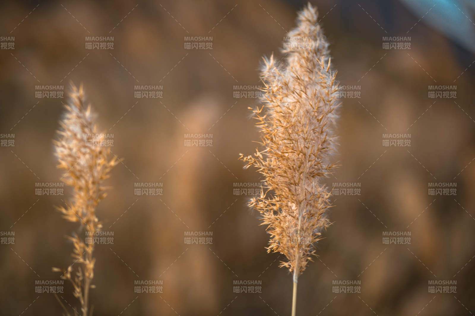 河北省张家口崇礼县深秋户外景色图片