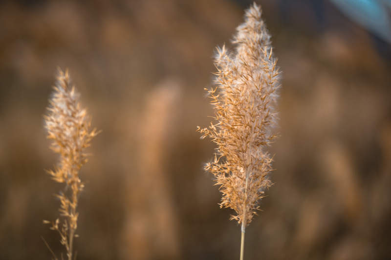 河北省张家口崇礼县深秋户外景色图片
