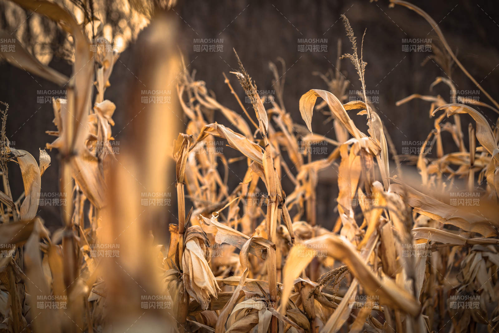 河北省张家口崇礼县深秋户外景色图片