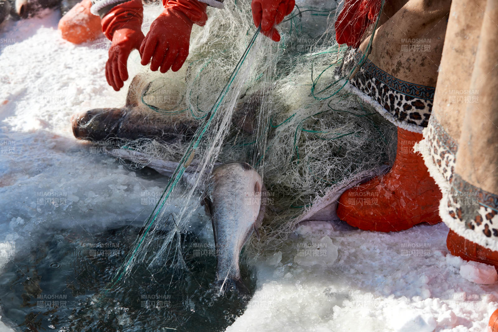 寒冷的冬季在冰冻的湖面上凿冰捕鱼图片