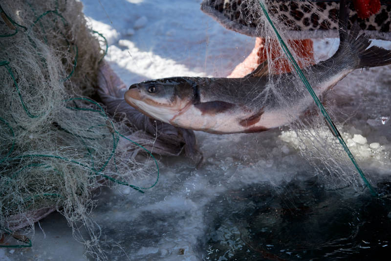 寒冷的冬季在冰冻的湖面上凿冰捕鱼图片