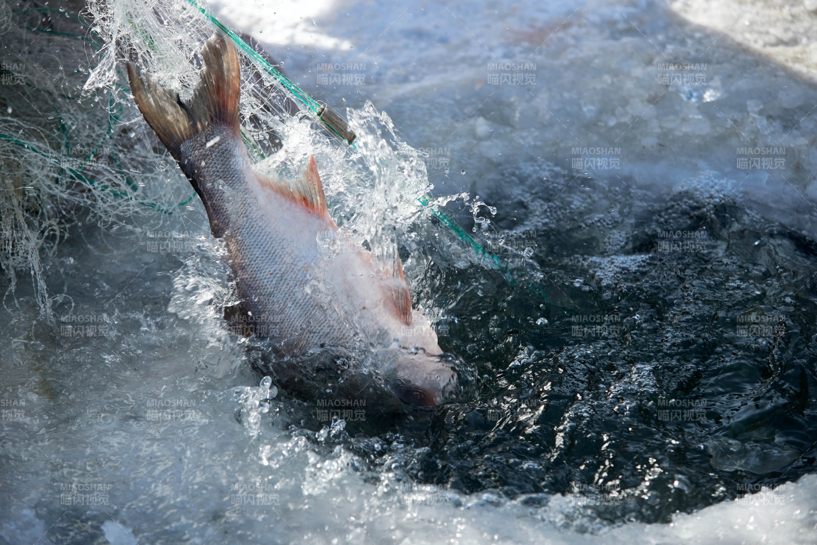 寒冷的冬季在冰冻的湖面上凿冰捕鱼图片