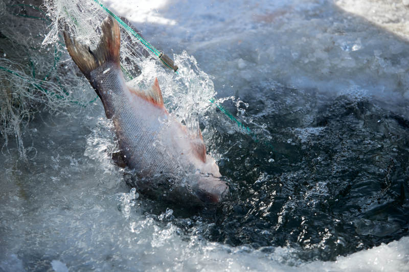 寒冷的冬季在冰冻的湖面上凿冰捕鱼图片