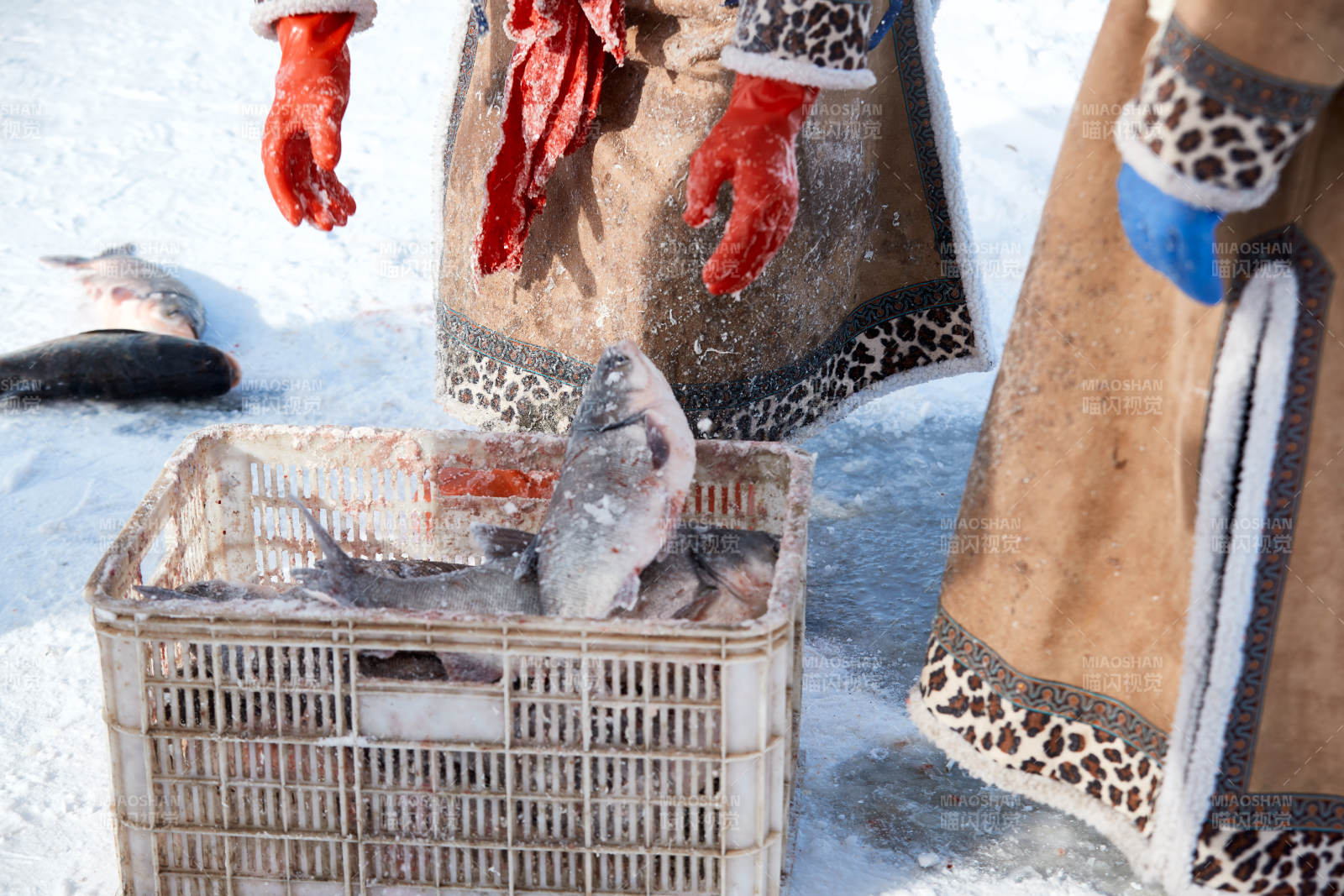 寒冷的冬季在冰冻的湖面上凿冰捕鱼图片