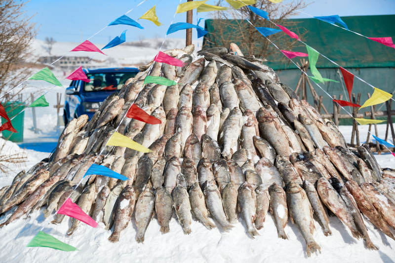 用冬捕野生湖鱼堆积的敖包图片