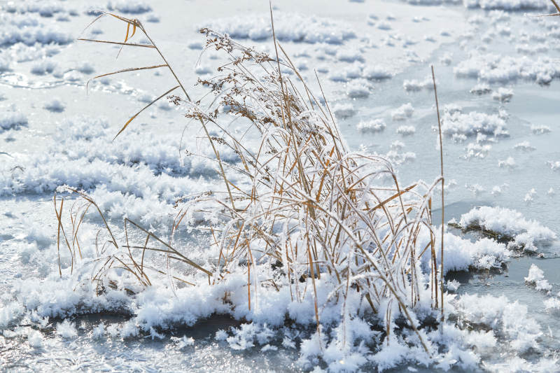 冬天野外溪水冻结冰层上的冰凌花冰松结晶图片