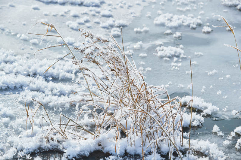 冬天野外溪水冻结冰层上的冰凌花冰松结晶图片