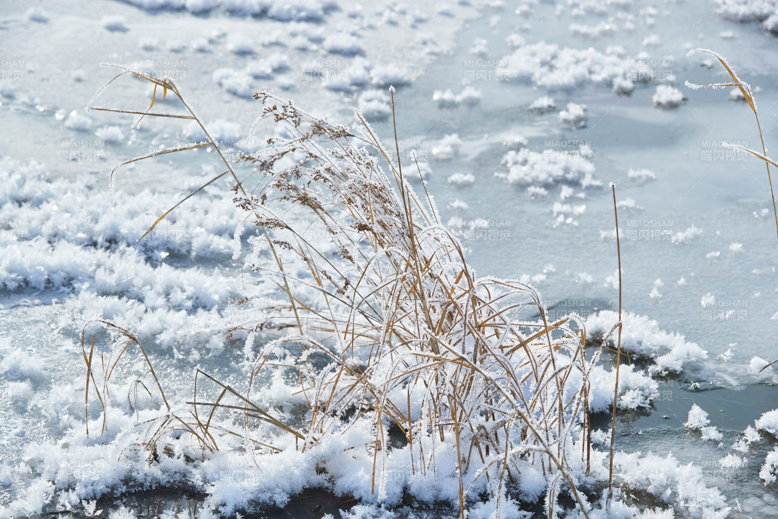 冬天野外溪水冻结冰层上的冰凌花冰松结晶图片