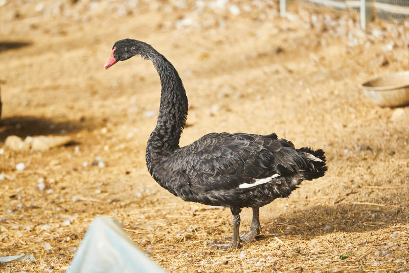 冬季在大棚内人工饲养的黑天鹅图片