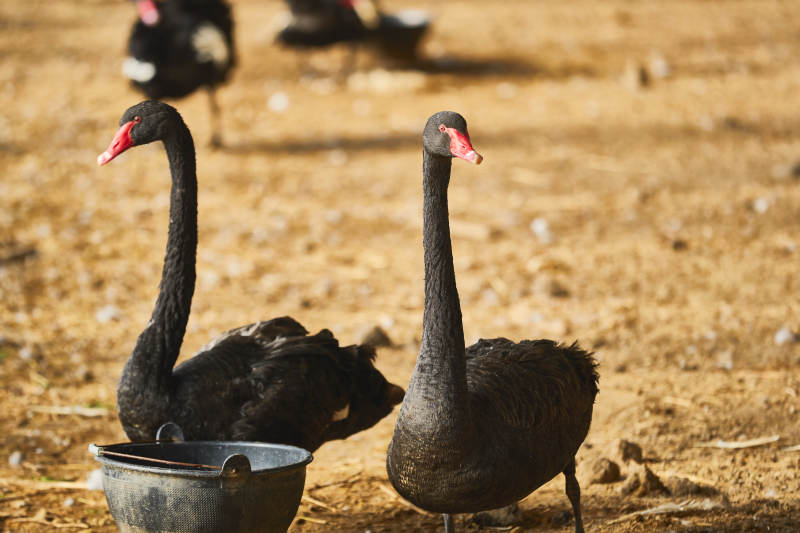 冬季在大棚内人工饲养的黑天鹅图片