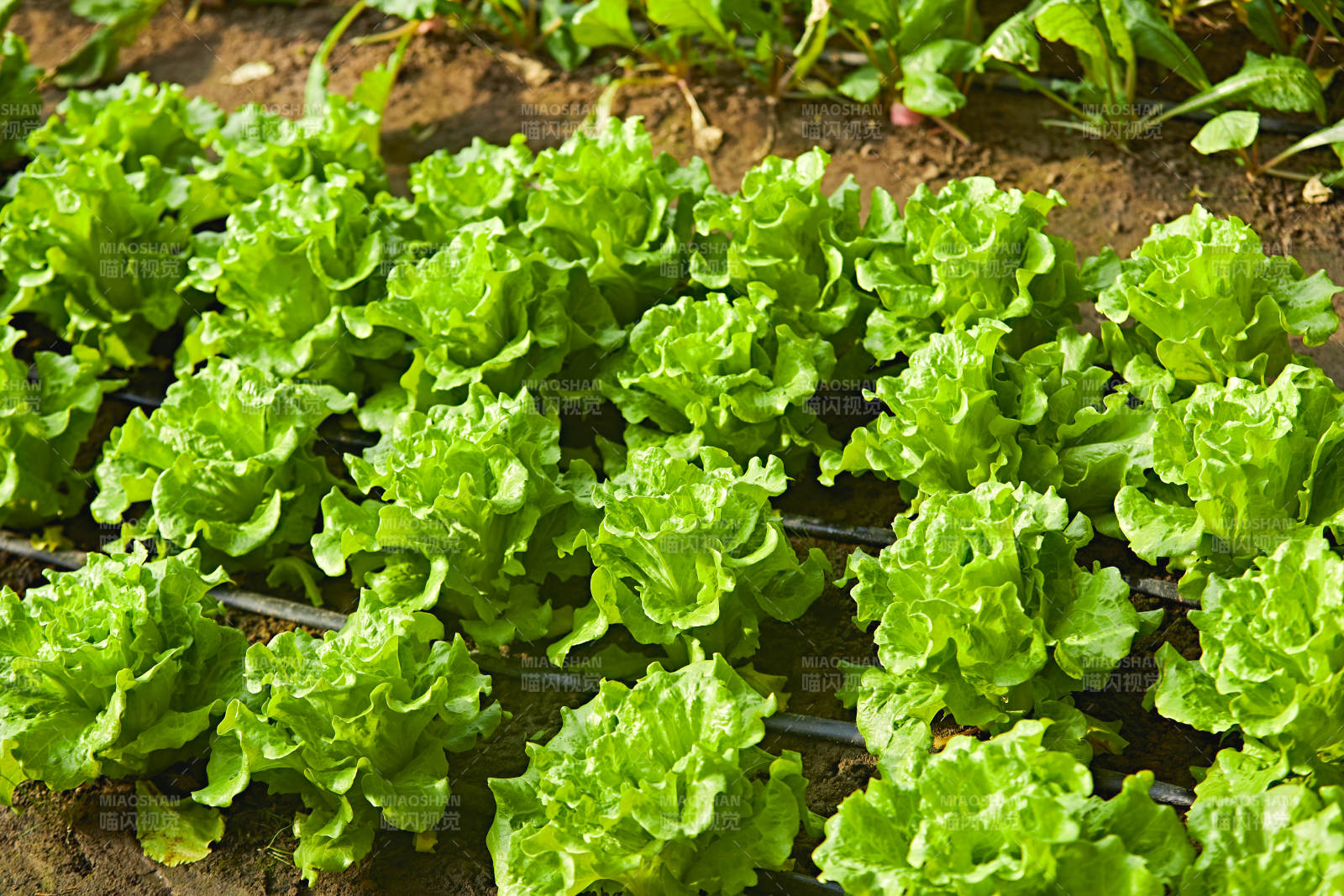 冬季里的农业种植绿色蔬菜大棚图片