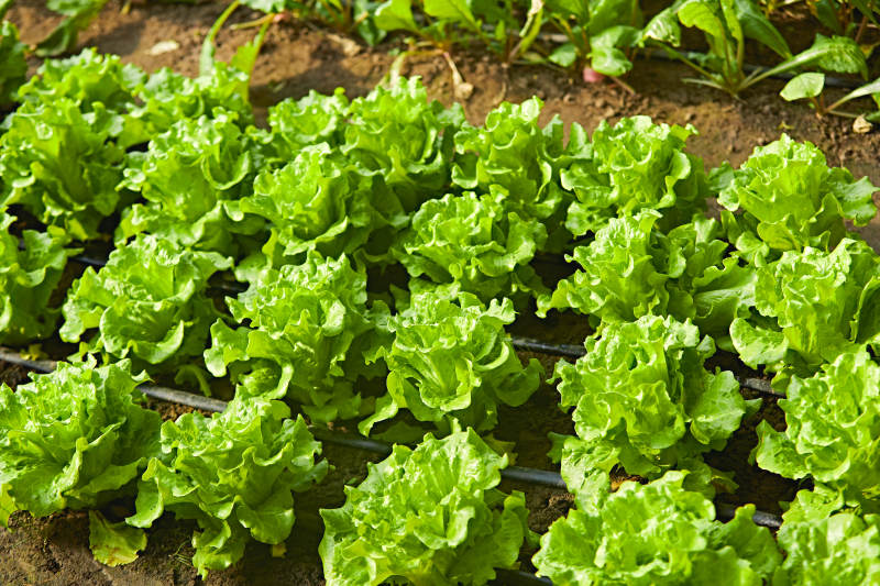 冬季里的农业种植绿色蔬菜大棚图片