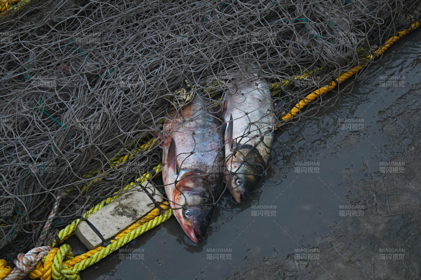 中国河北张家口沽源县库伦淖湖冰上捕鱼图片