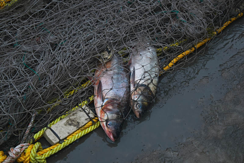 中国河北张家口沽源县库伦淖湖冰上捕鱼图片