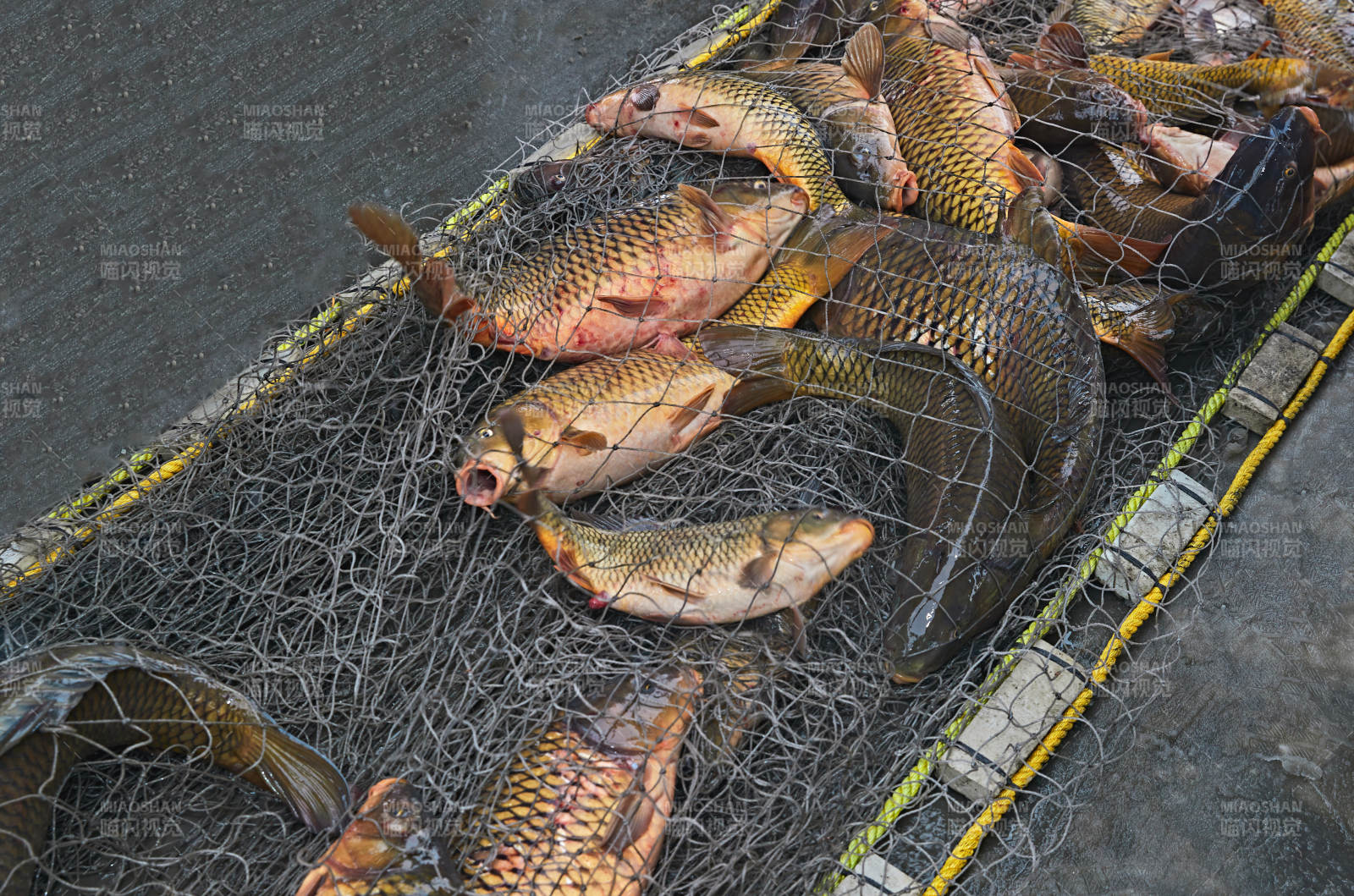 中国河北张家口沽源县库伦淖湖冰上捕鱼图片