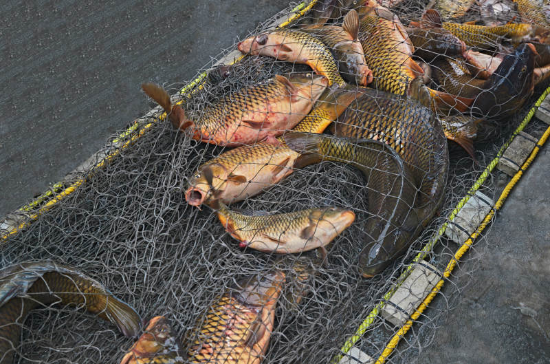 中国河北张家口沽源县库伦淖湖冰上捕鱼图片