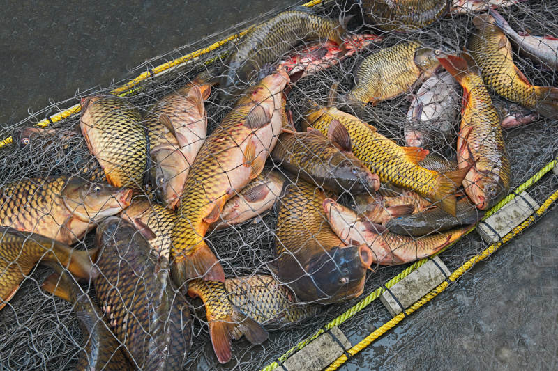 中国河北张家口沽源县库伦淖湖冰上捕鱼图片