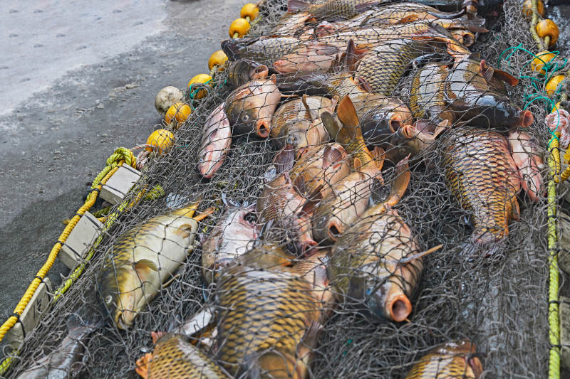 中国河北张家口沽源县库伦淖湖冰上捕鱼图片