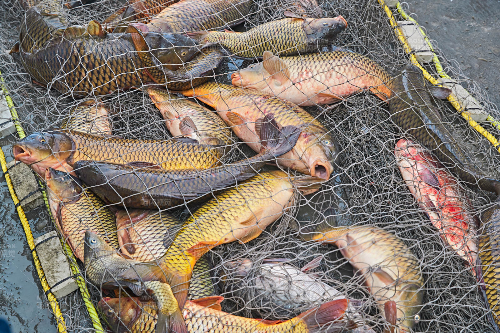 中国河北张家口沽源县库伦淖湖冰上捕鱼图片