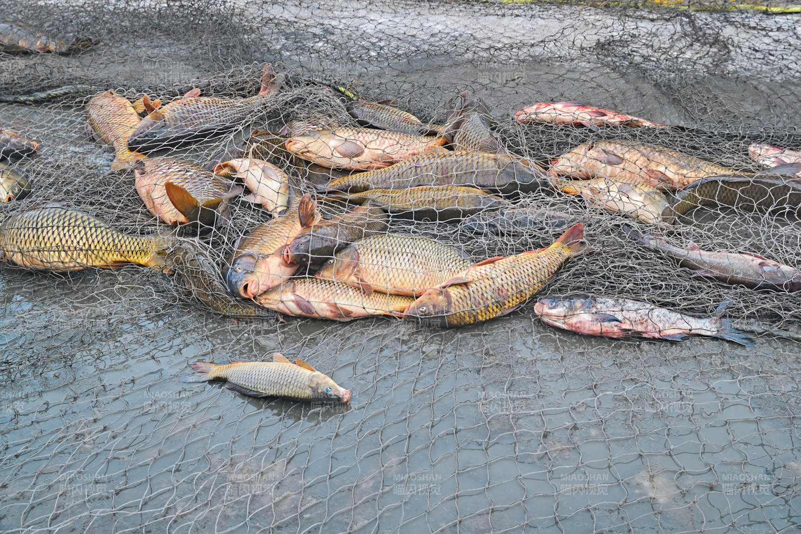 中国河北张家口沽源县库伦淖湖冰上捕鱼图片