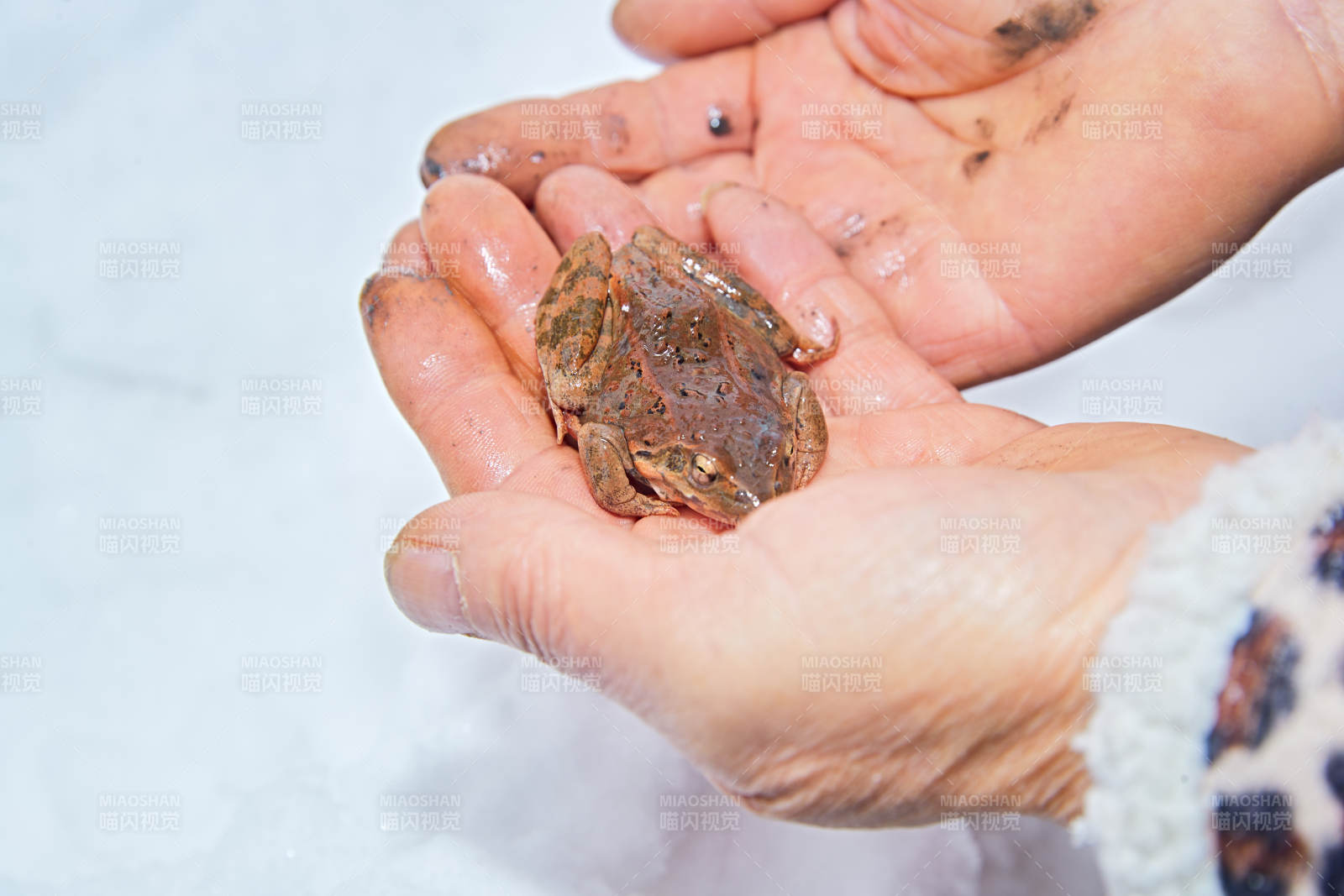 冬季雪地溪水边在人类手掌中的雪蛤林蛙图片