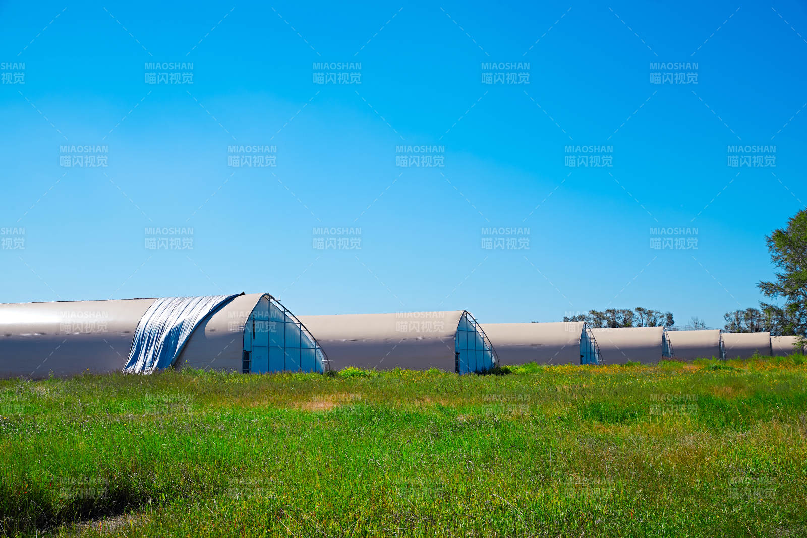 中国河北省张家口沽源县库伦淖湖畔湿地图片
