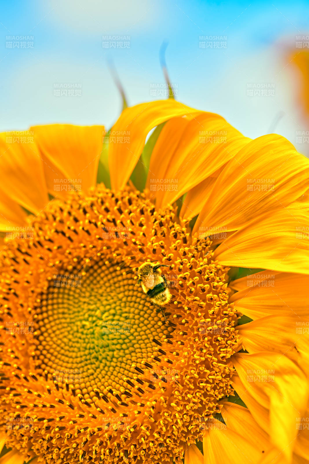 蓝天白云下的向日葵太阳花图片