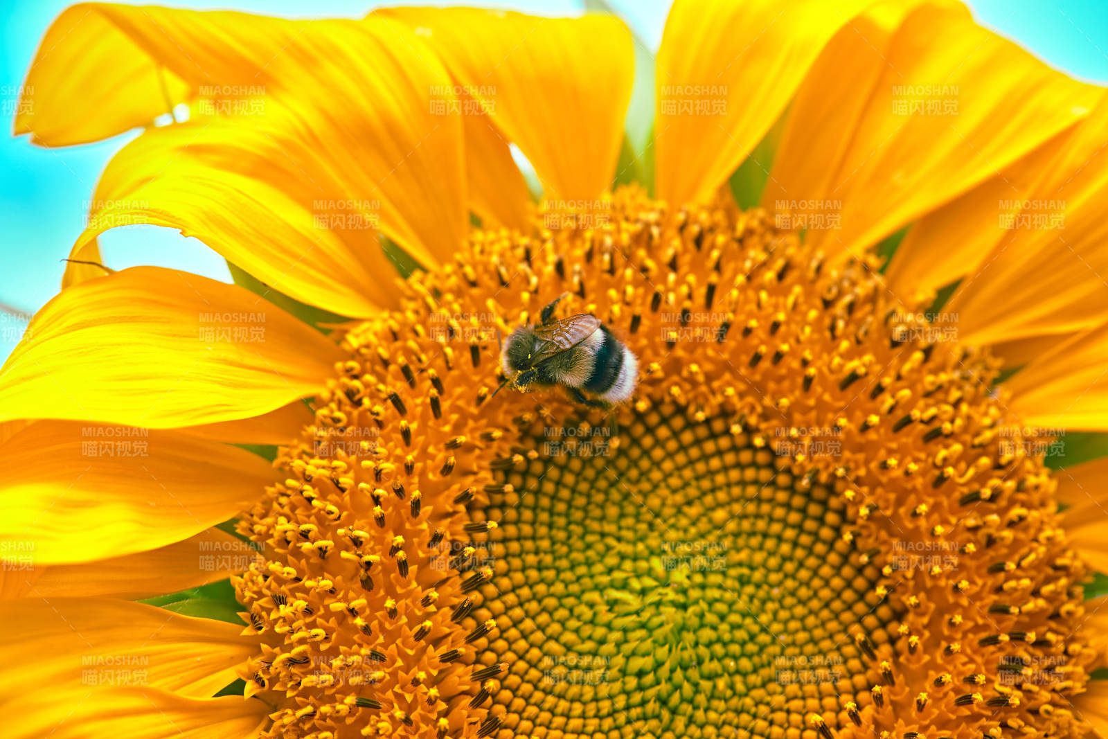 蓝天白云下的向日葵太阳花图片
