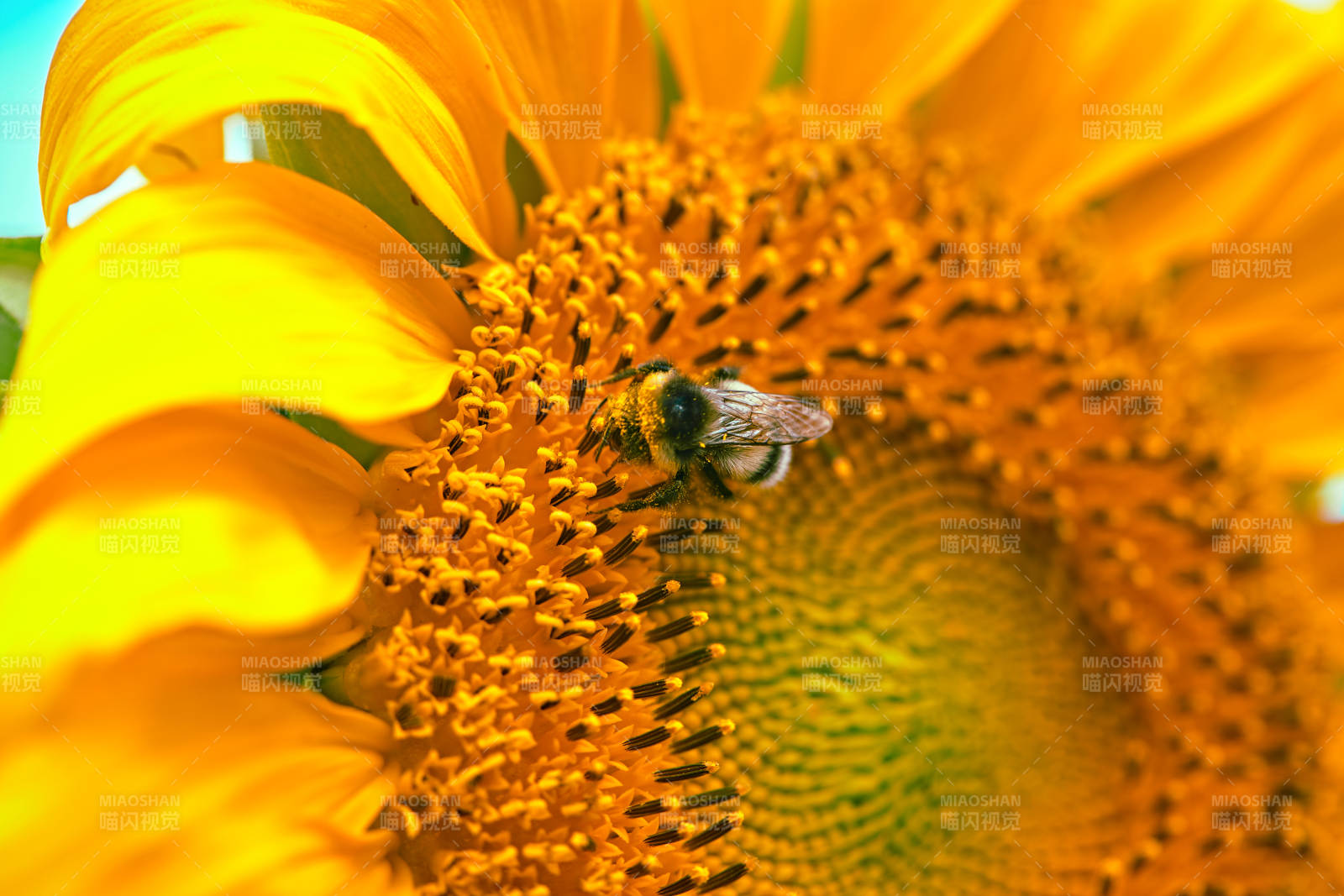 蓝天白云下的向日葵太阳花图片