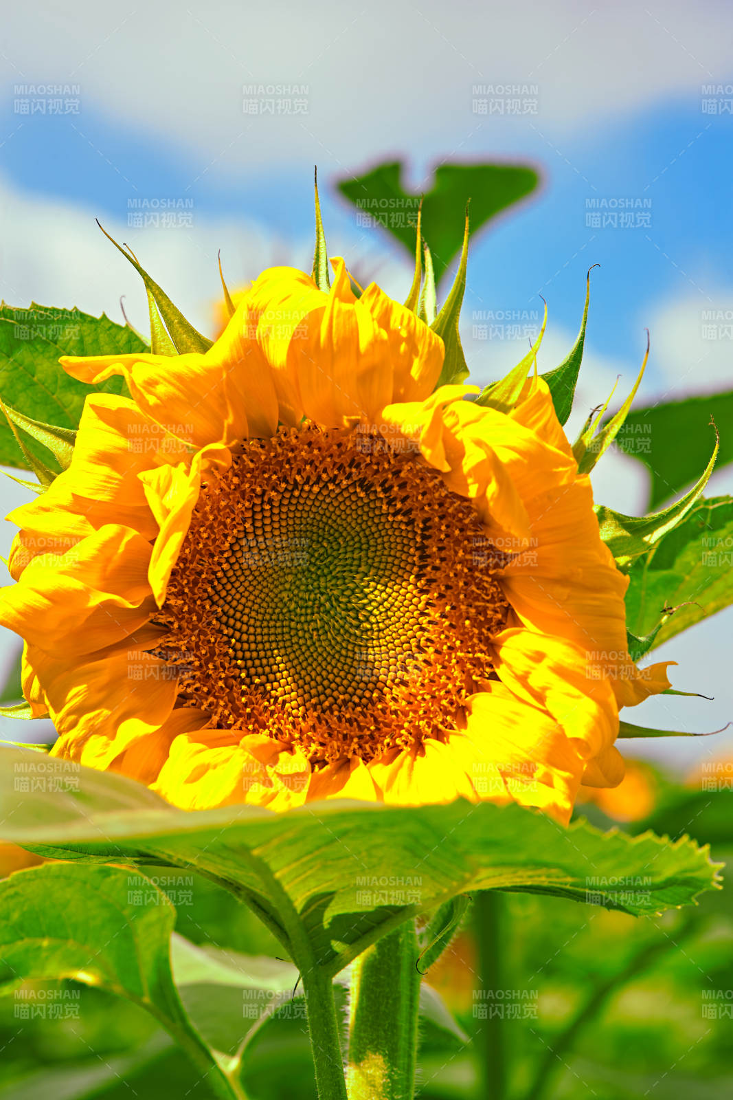 蓝天白云下的向日葵太阳花图片