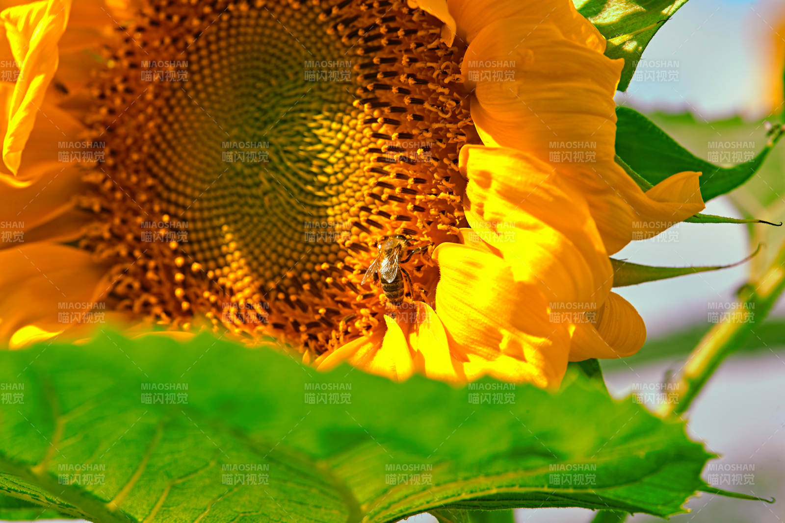 蓝天白云下的向日葵太阳花图片