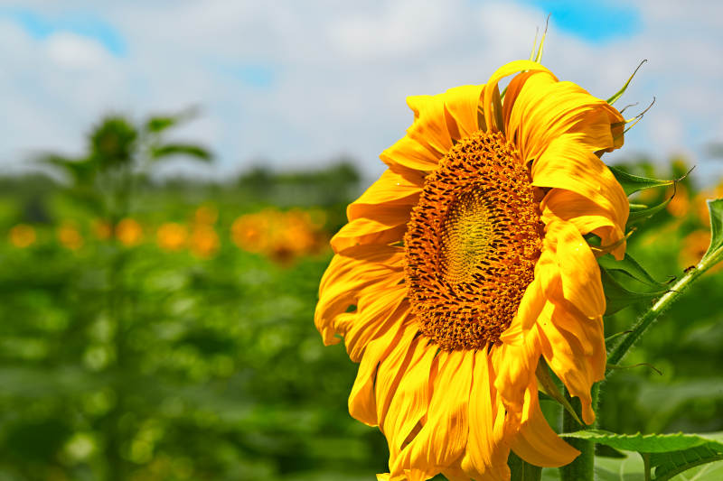 蓝天白云下的向日葵太阳花图片
