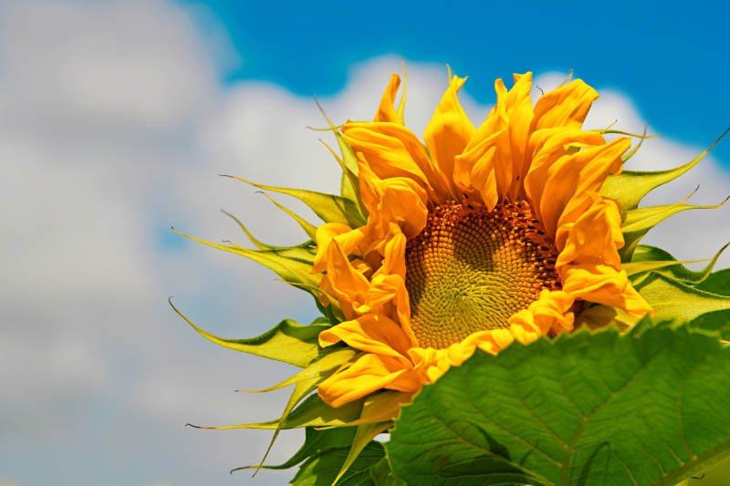 蓝天白云下的向日葵太阳花图片
