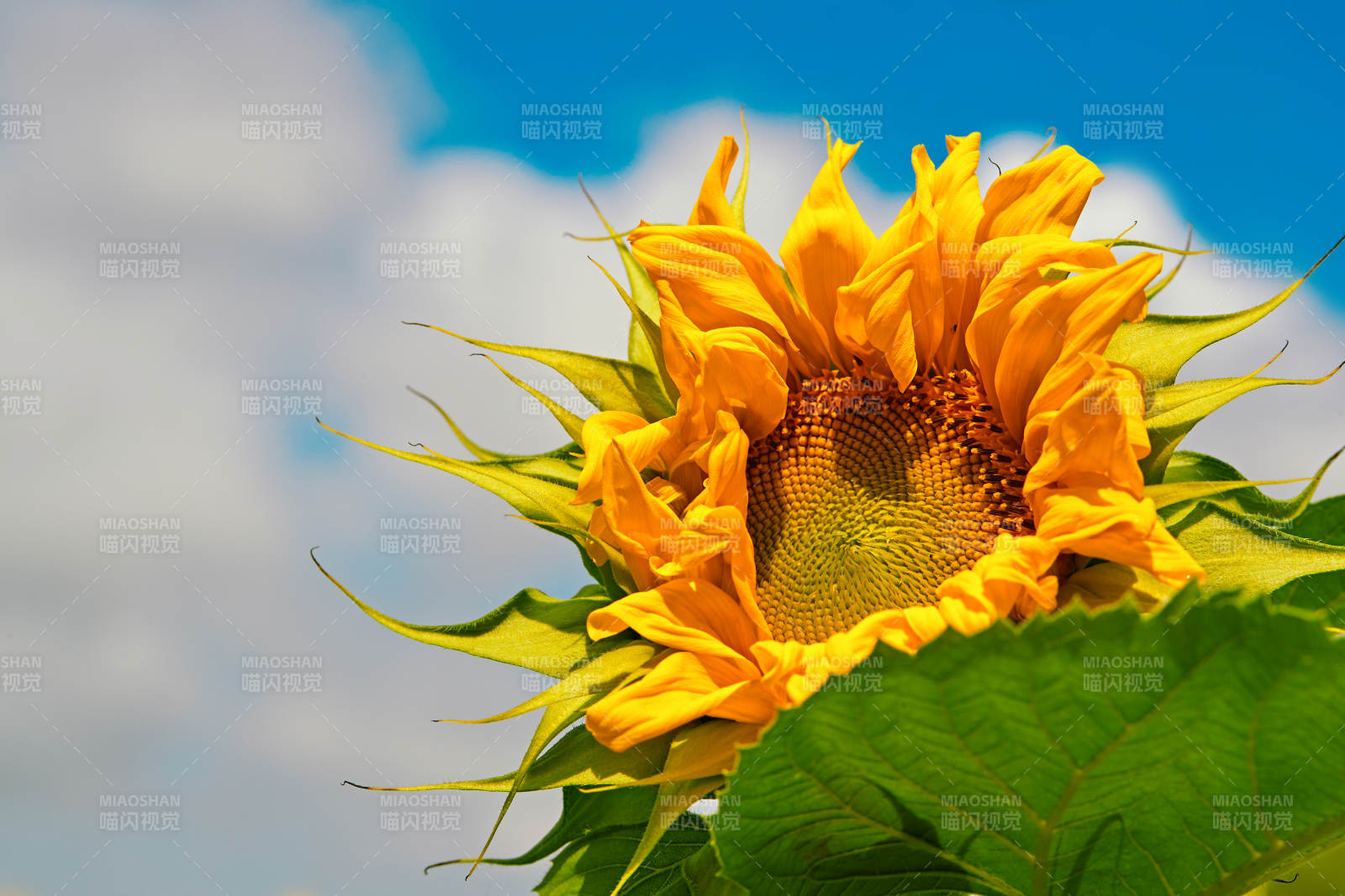 蓝天白云下的向日葵太阳花图片