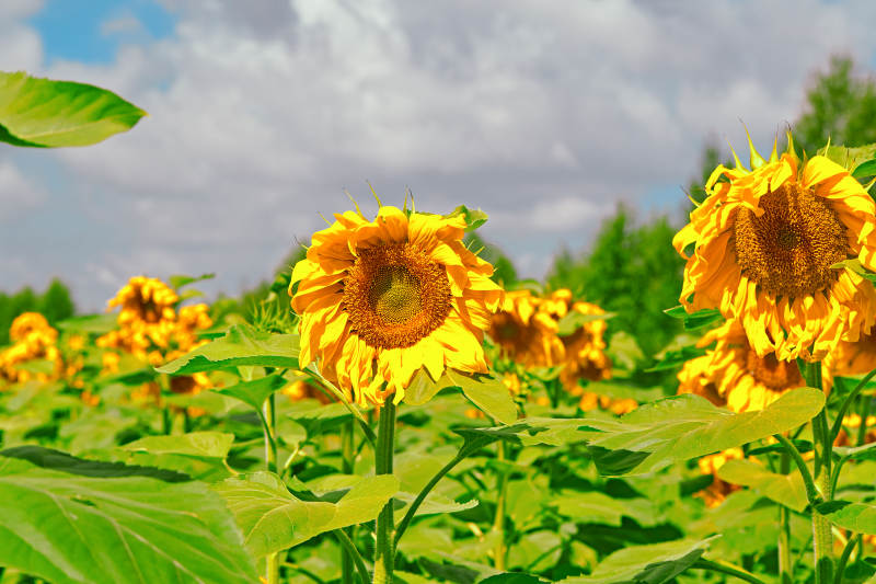 夏季户外绚丽缤纷的向日葵花田图片