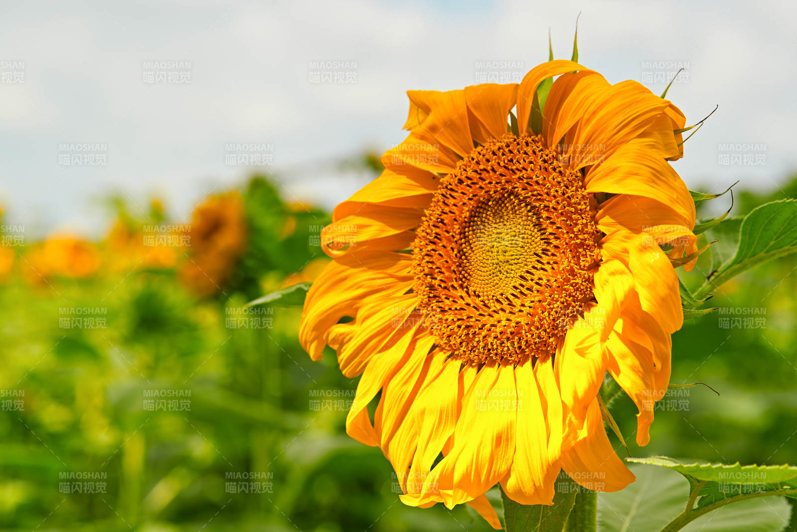 蓝天白云下的向日葵太阳花图片