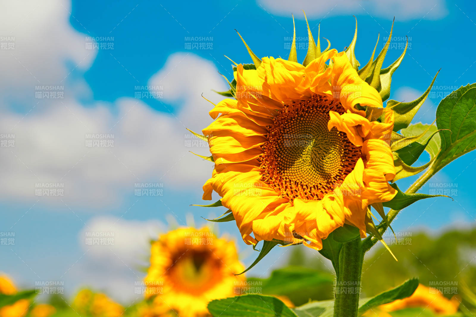 蓝天白云下的向日葵太阳花图片