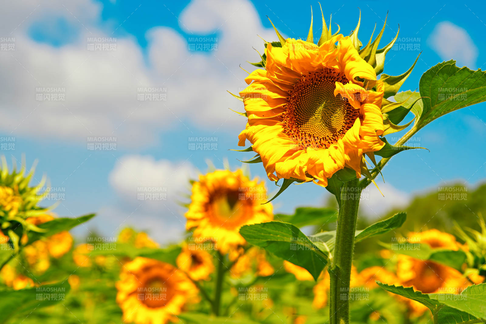 蓝天白云下的向日葵太阳花图片