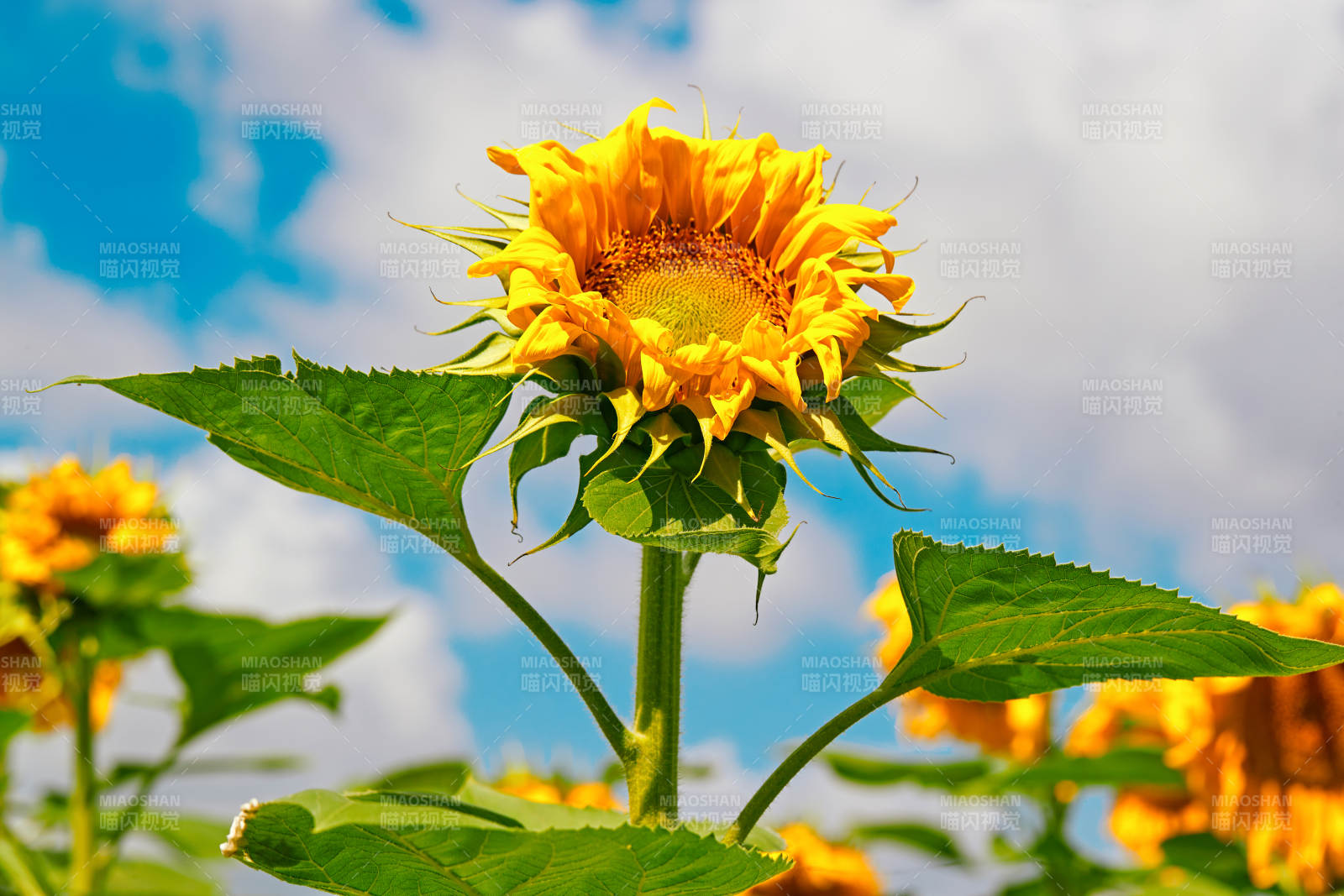 蓝天白云下的向日葵太阳花图片