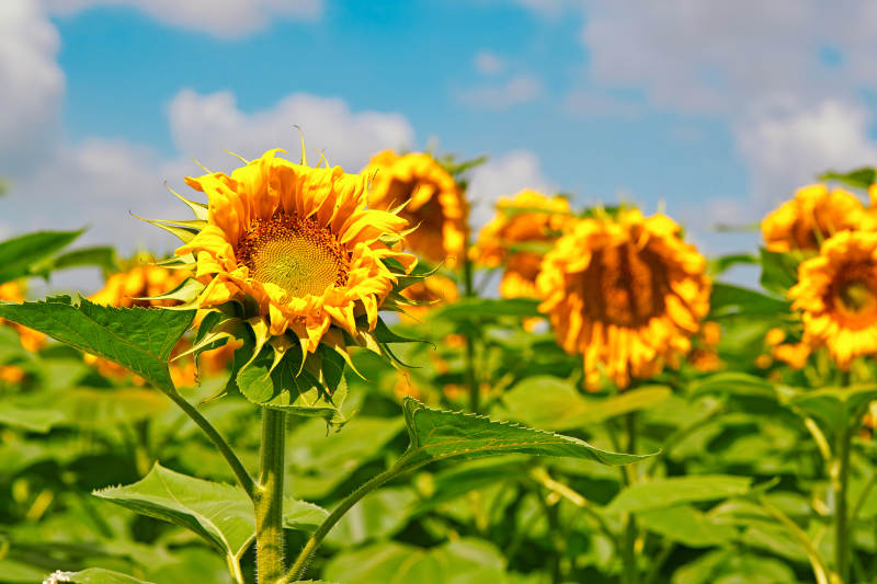 夏季户外绚丽缤纷的向日葵花田图片