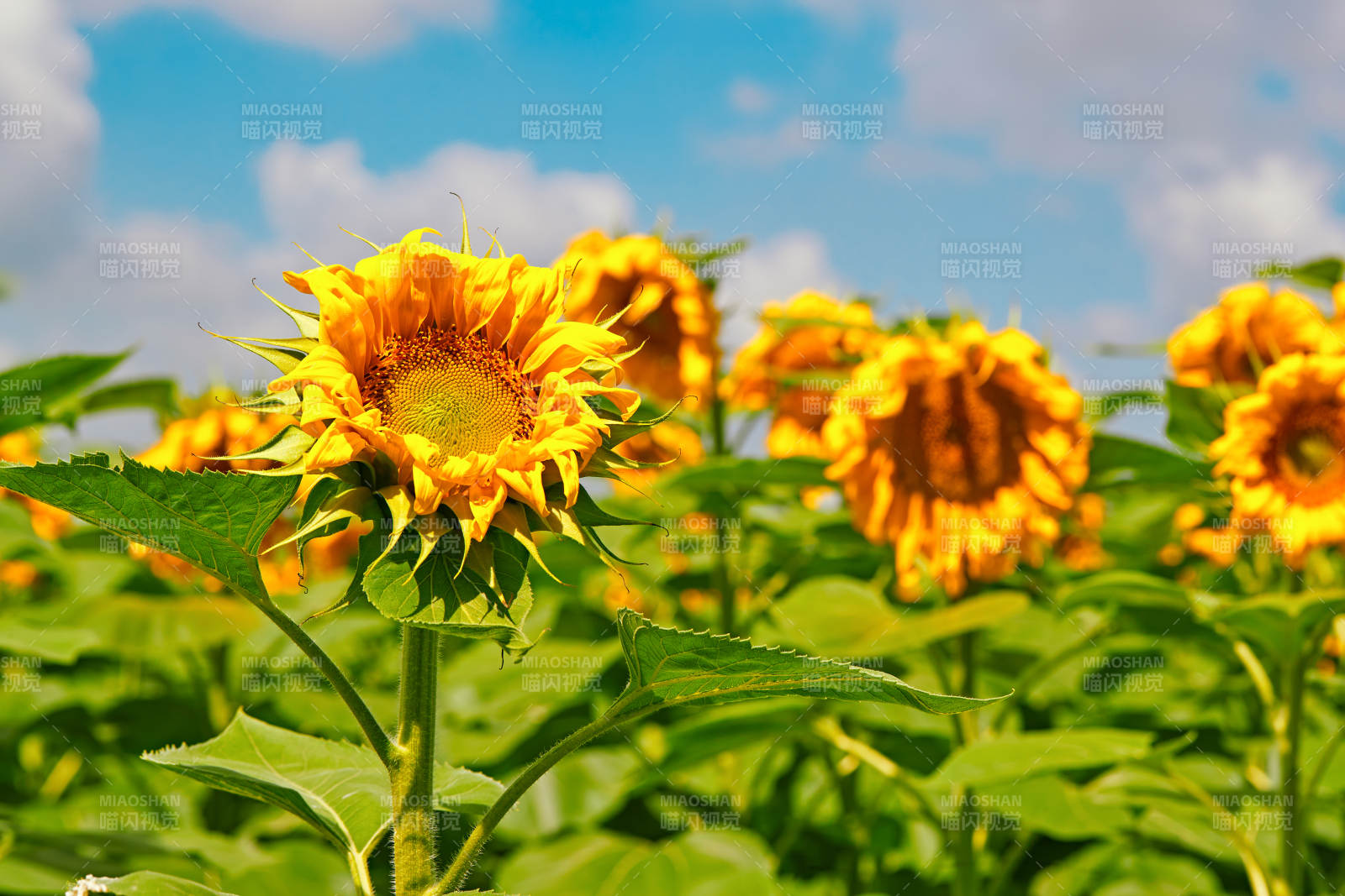 夏季户外绚丽缤纷的向日葵花田图片
