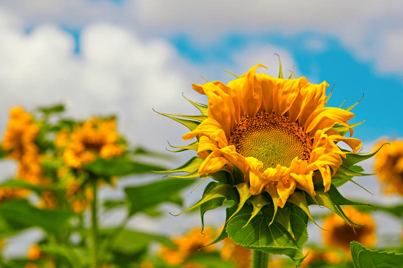 蓝天白云下的向日葵太阳花图片