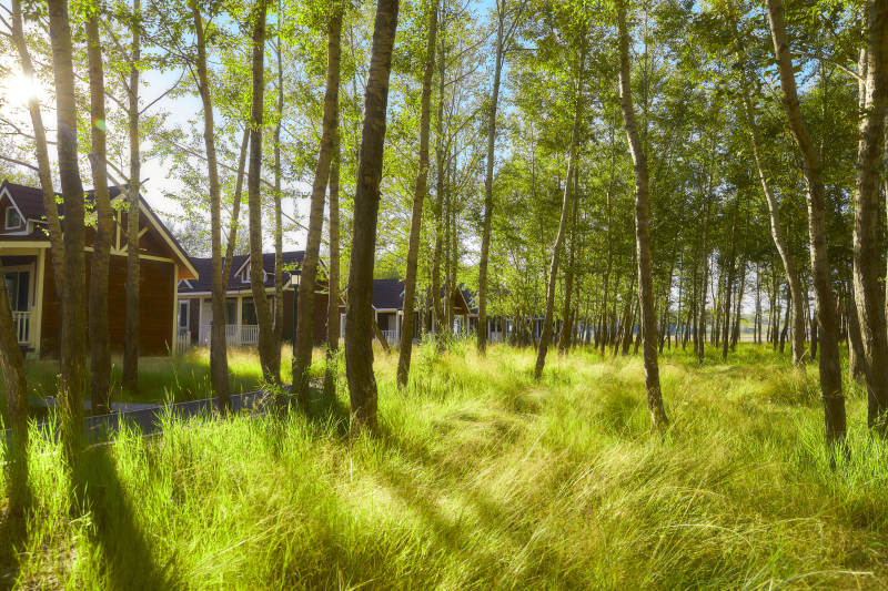 河北沽源库伦淖而旅游度假村别墅区森林草地图片